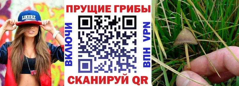 OMG зеркало  Заполярный  Псилоцибиновые грибы мухоморы  как найти закладки 